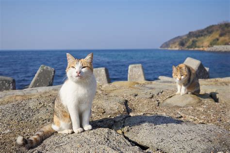 開車去劉公島怎麼走，順便聊聊島上的貓咪們